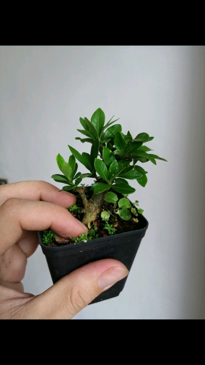 盆景#一寸法师小栀子