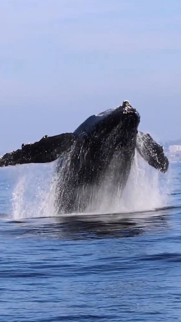 萤火有奖打卡#海洋座头鲸鲸跃震撼瞬间