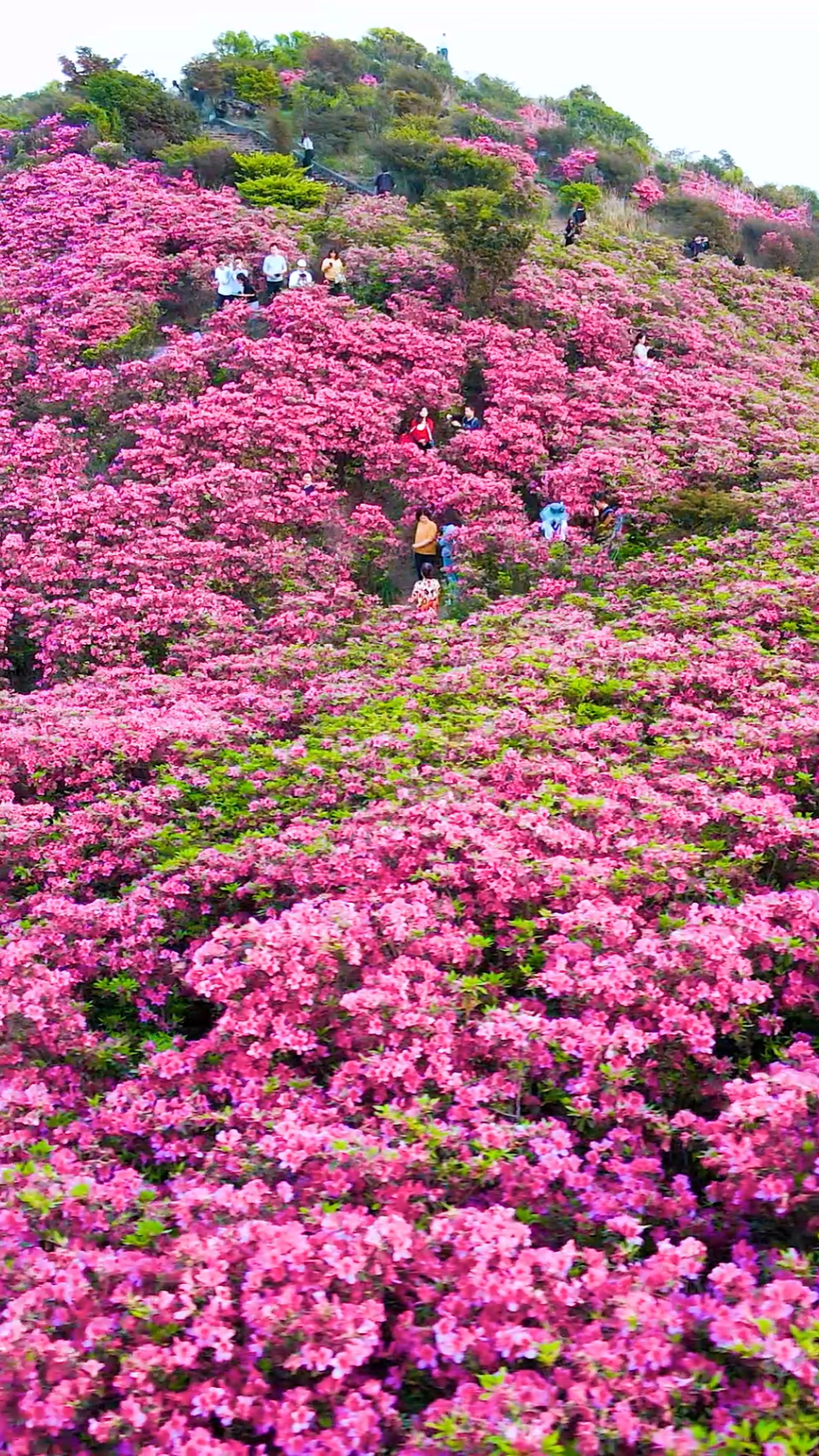 春日心愿旅行地#广东潮州凤凰山上的杜鹃花开了-度小视