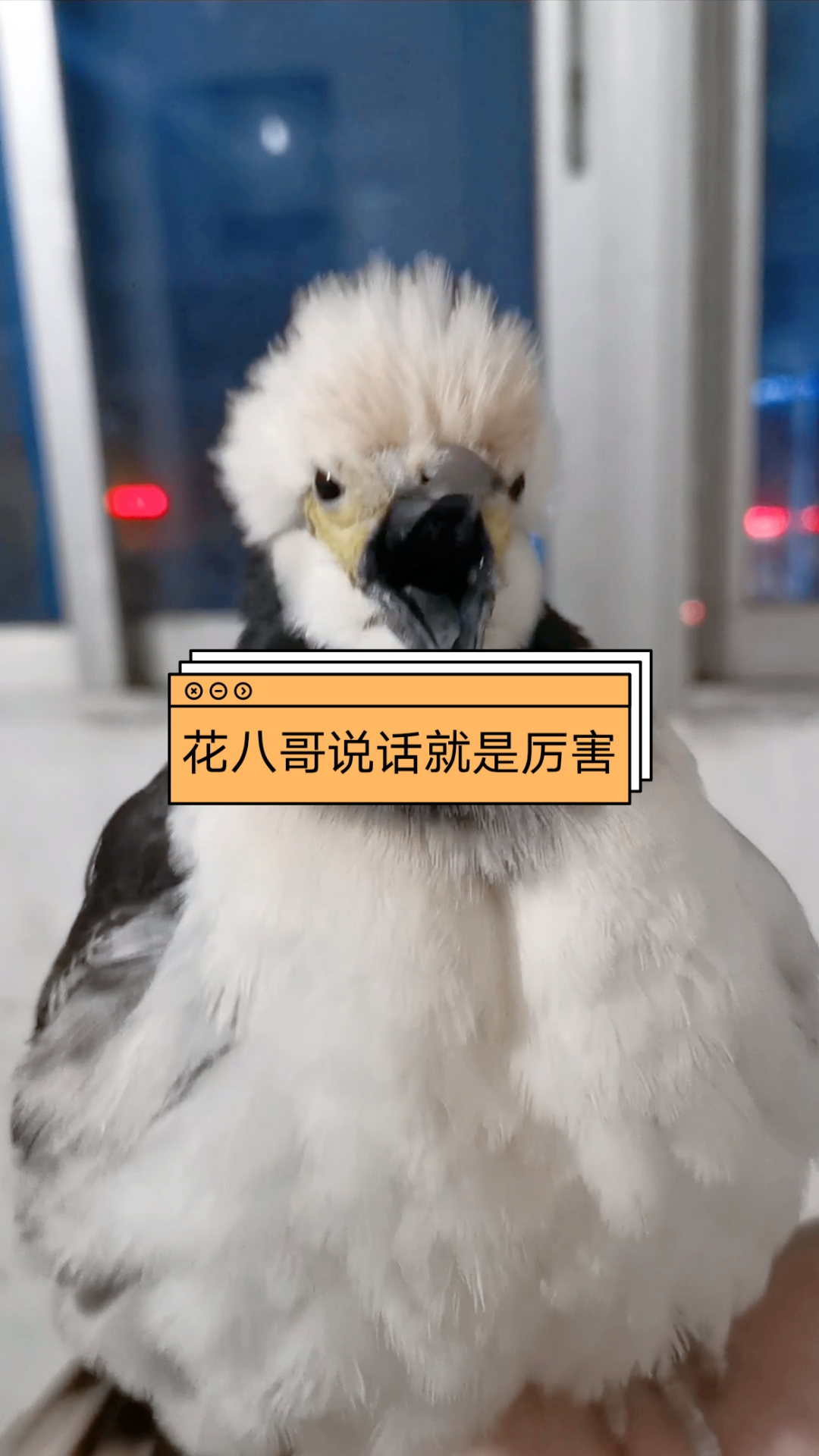 花八哥说话就是厉害