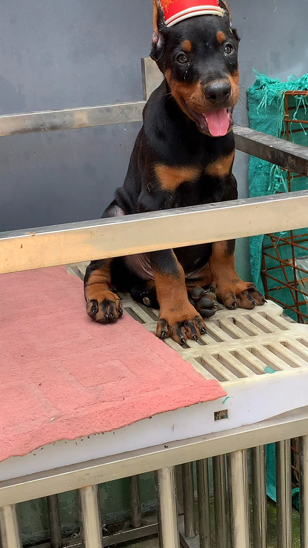 杜宾犬#今日份的小可爱,没有任何人不喜欢的礼物