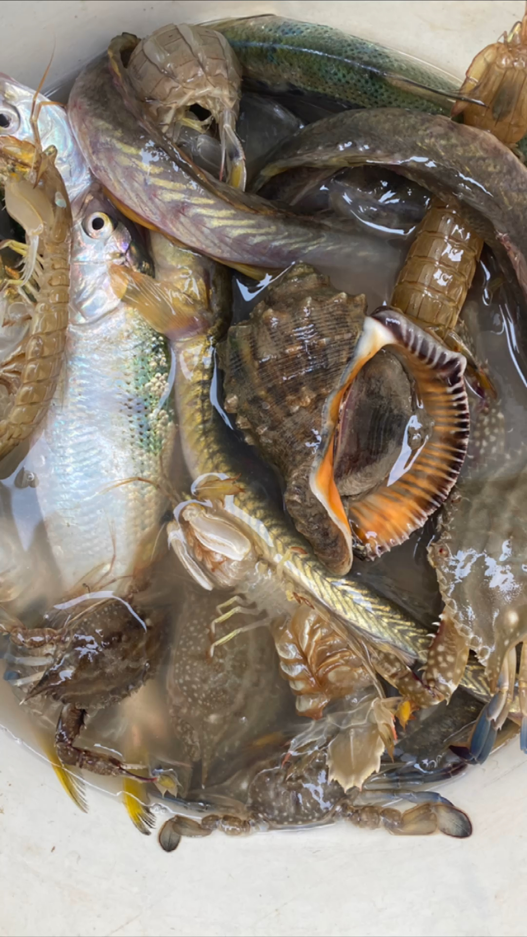 今日份收获,和我一起赶海吧!