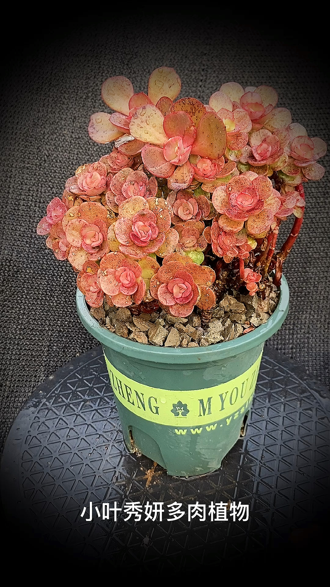 小叶秀妍多肉植物:为景天科拟石莲花属的小型种多肉植物.-度小视