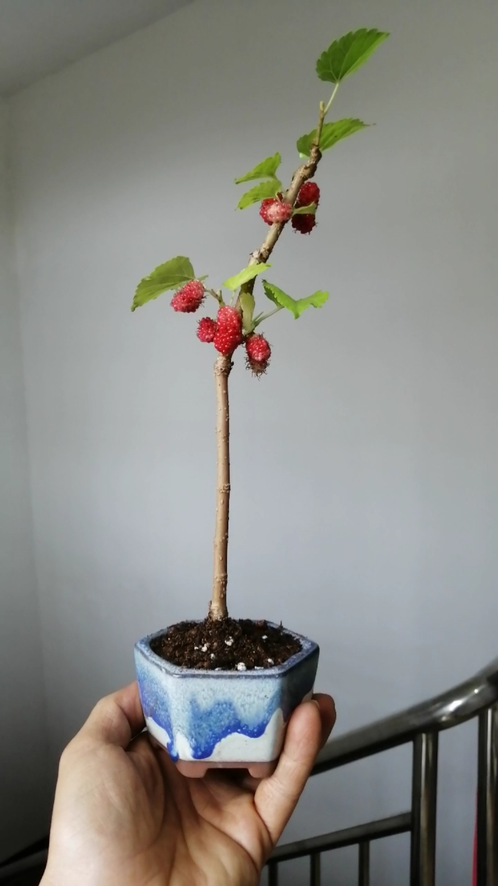 盆景#小果桑换盆