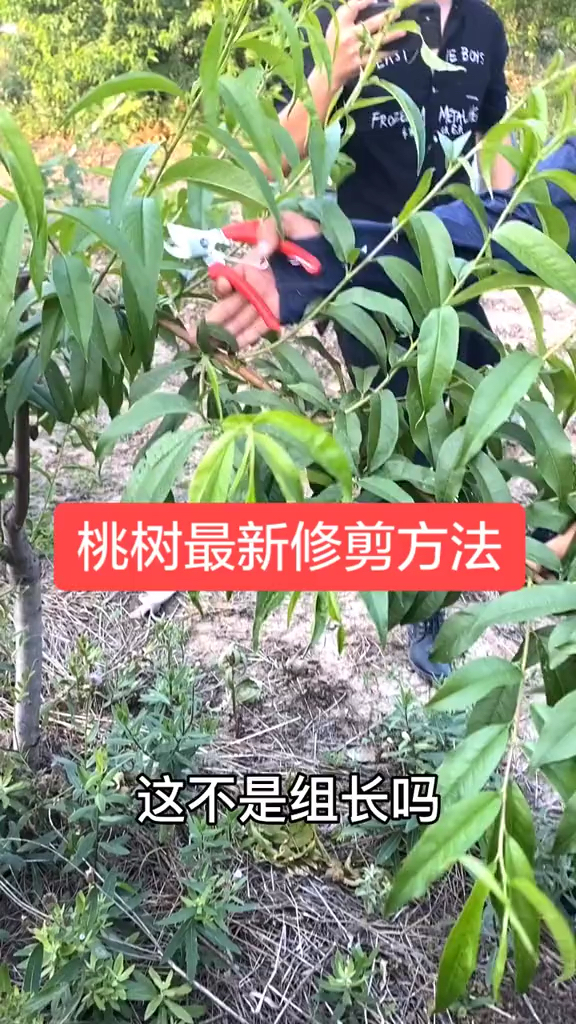 桃树修剪很简单掌握新的修剪很关键高产很简单