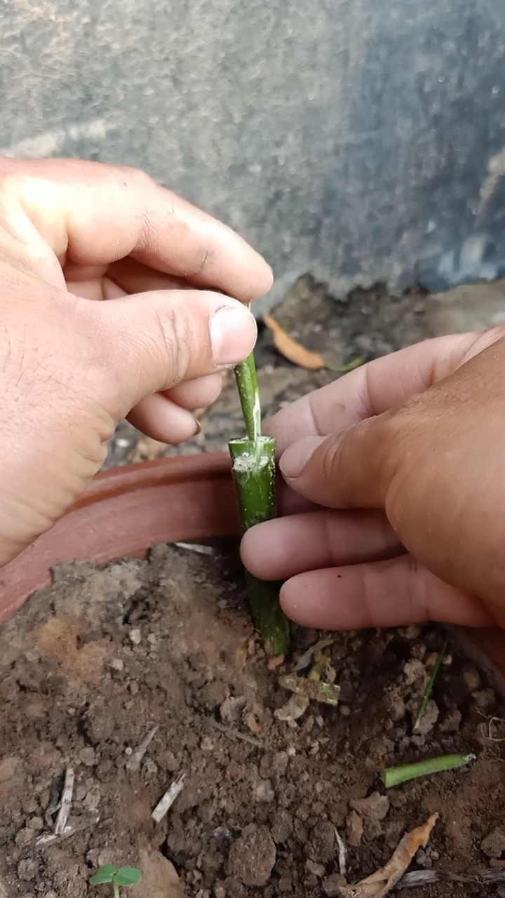 这是嫁接高手#劈接多年生高产量茄子技术,提高产量千倍