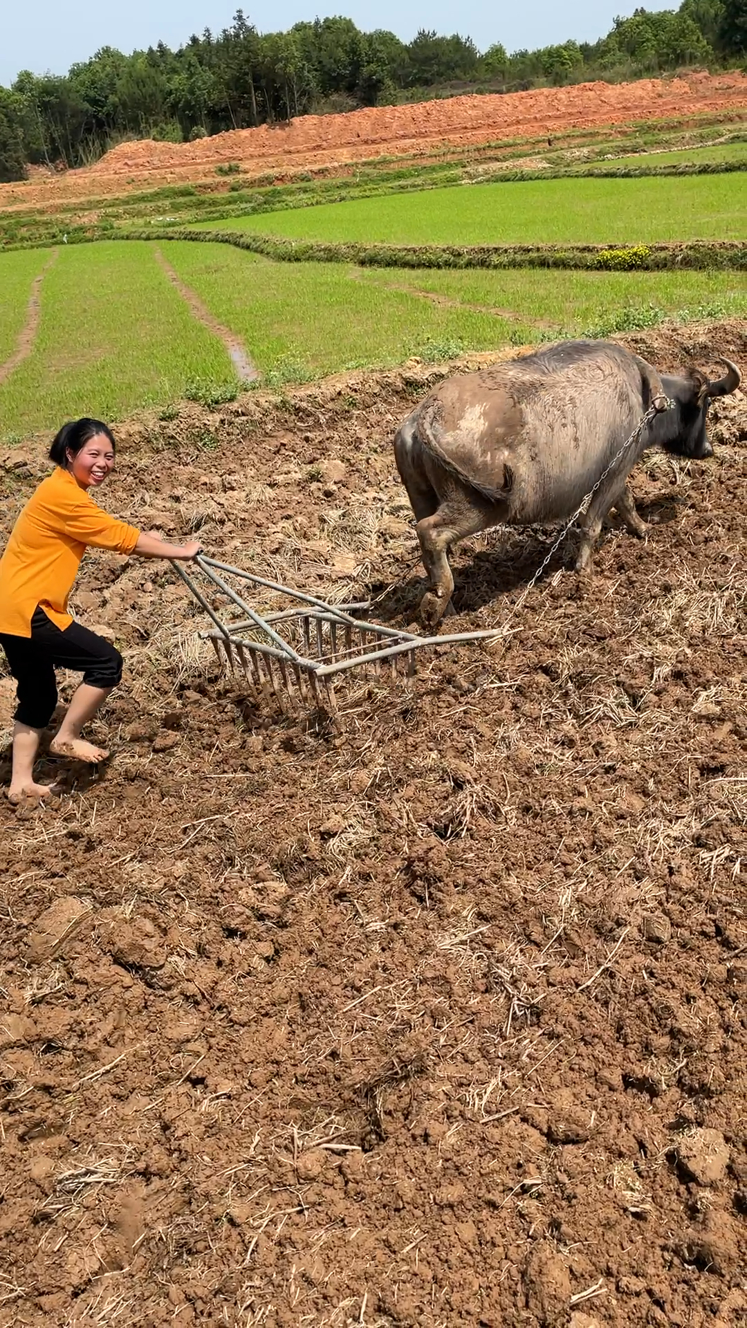 现在用牛耕田的很少见吧