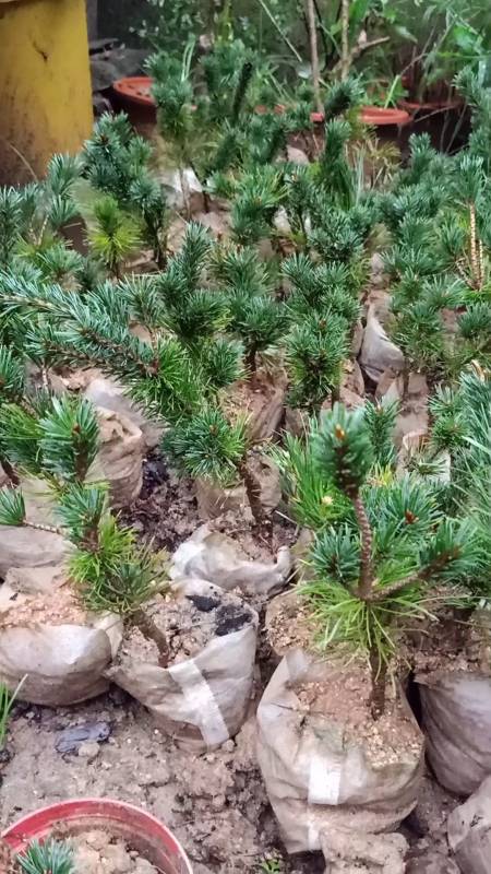 嫁接技术#黑松腹部嫁接五针松技术,成活率高达百分之百