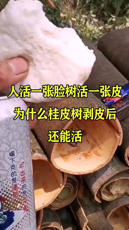 奇闻趣事人活一张脸树活一张皮为什么桂皮树剥皮后还能活