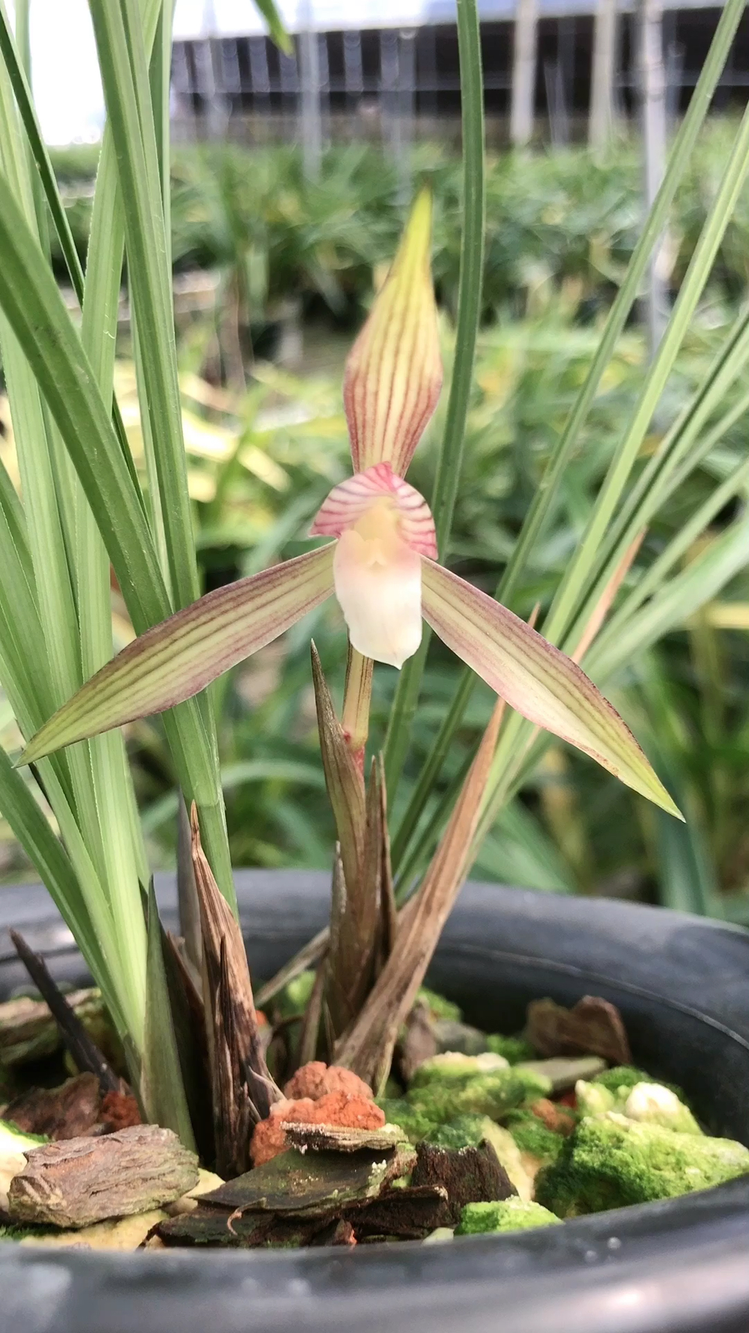 兰花#春兰彩素#幽雅型美