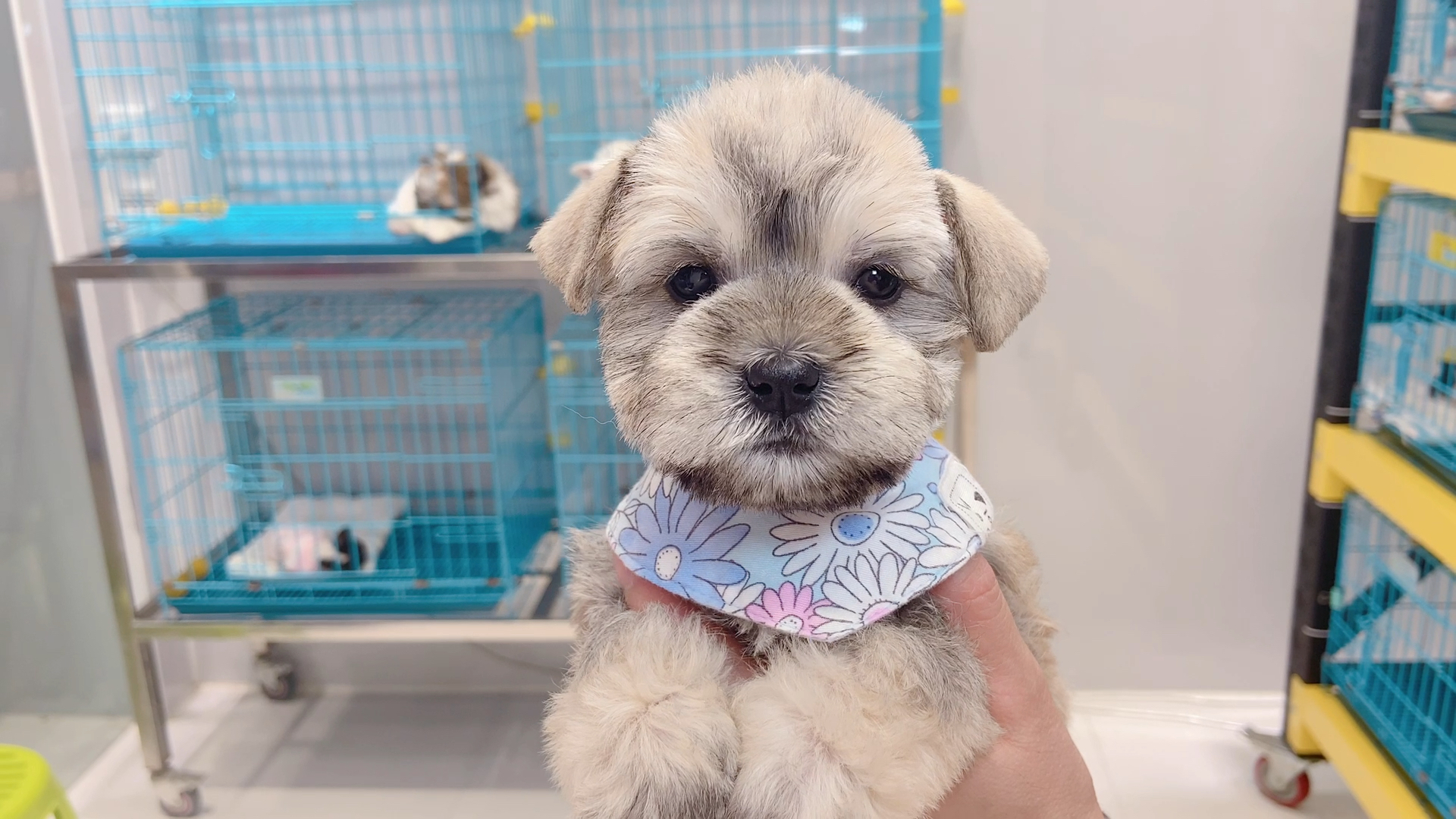 [gf]1f495[/gf]椒盐色雪纳瑞妹妹!