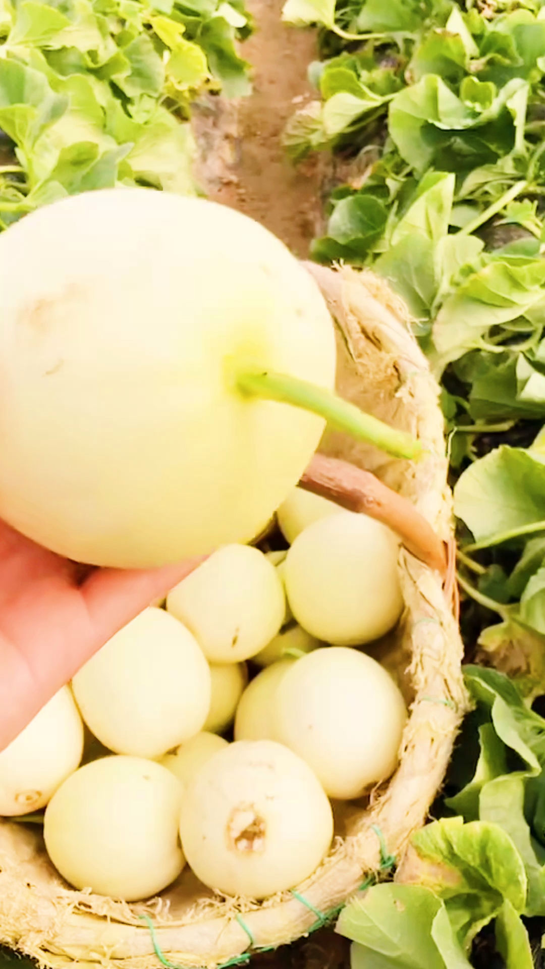 春日好食光#陕西阎良甜瓜,今年头茬瓜,每天清晨来采摘