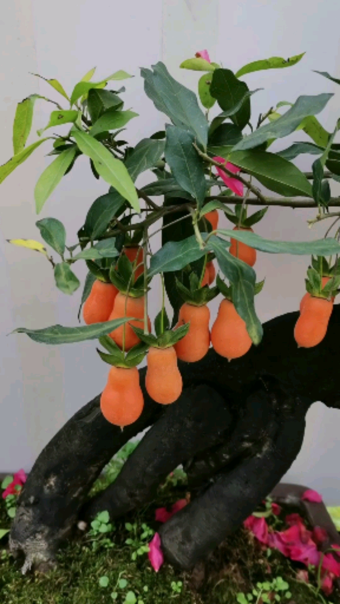 花生果金弹子熟了,满树果子美!