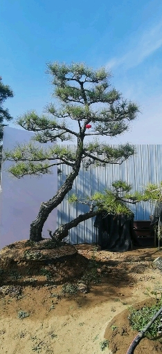 一本双杆黑松地景树#庭院地景树黑松,耐寒庭院风景树.