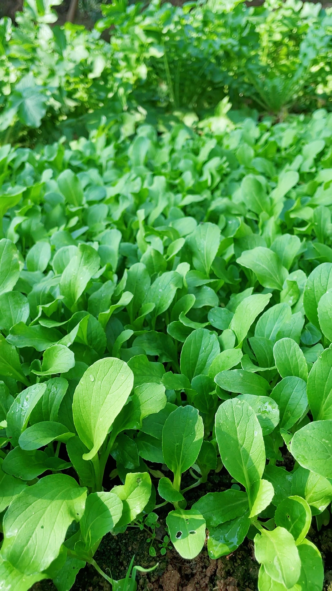 #乡村生活#小白菜这样拍