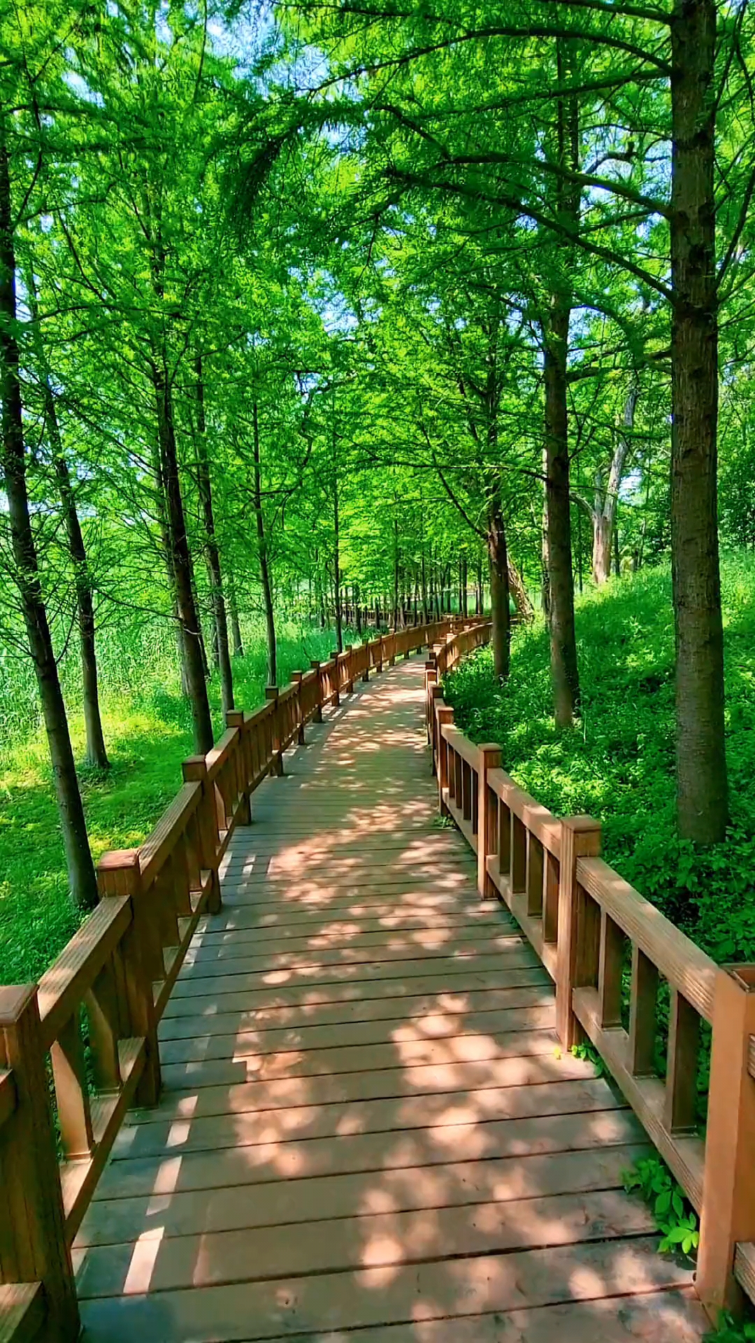 绿树成荫,大自然氧吧.