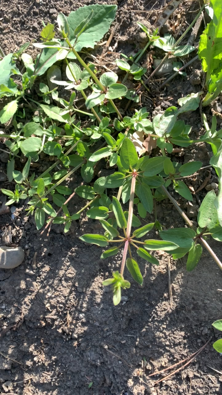 生活小窍门#野生红茅