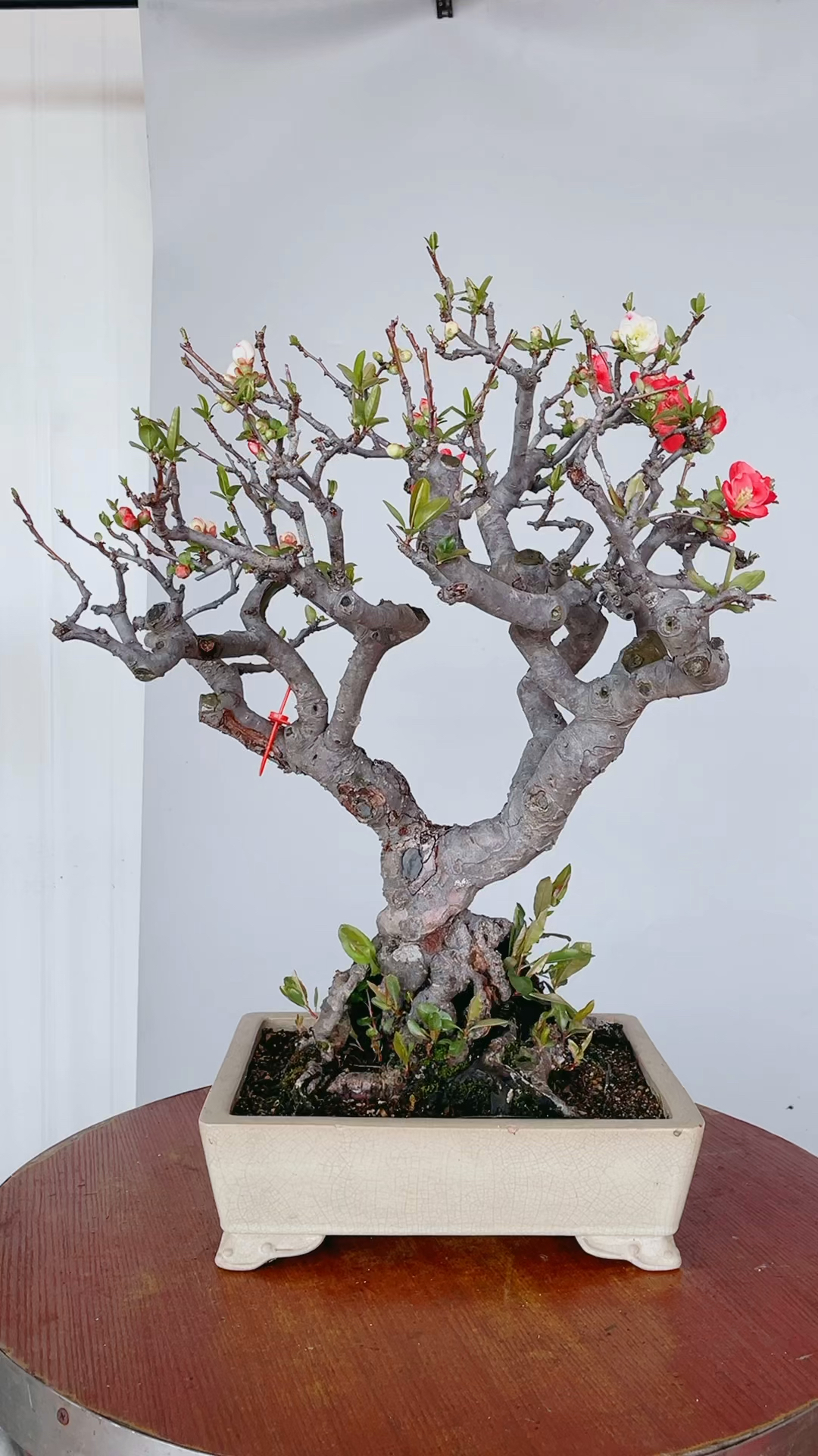 正宗日本复色海棠