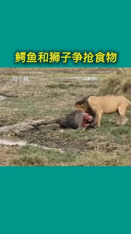 动物世界#鳄鱼和狮子争夺食物,看来双方都不想放弃这到嘴的食物