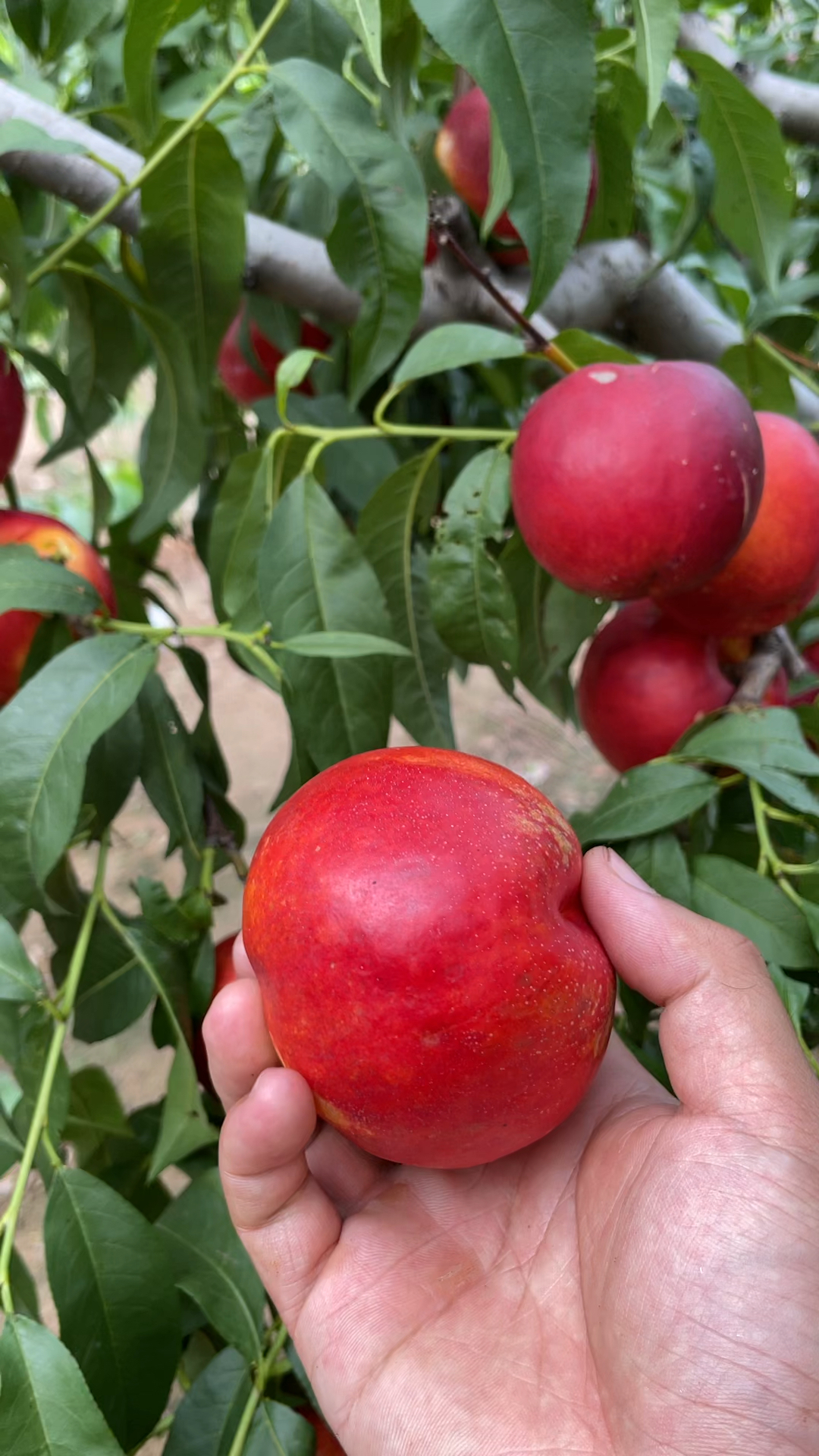 7月上旬成熟的油桃新品种纯甜黄肉吃起来口感一级棒