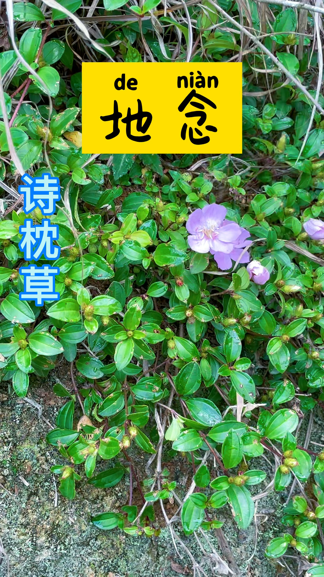 地念子我们叫诗枕草你们家乡叫什么