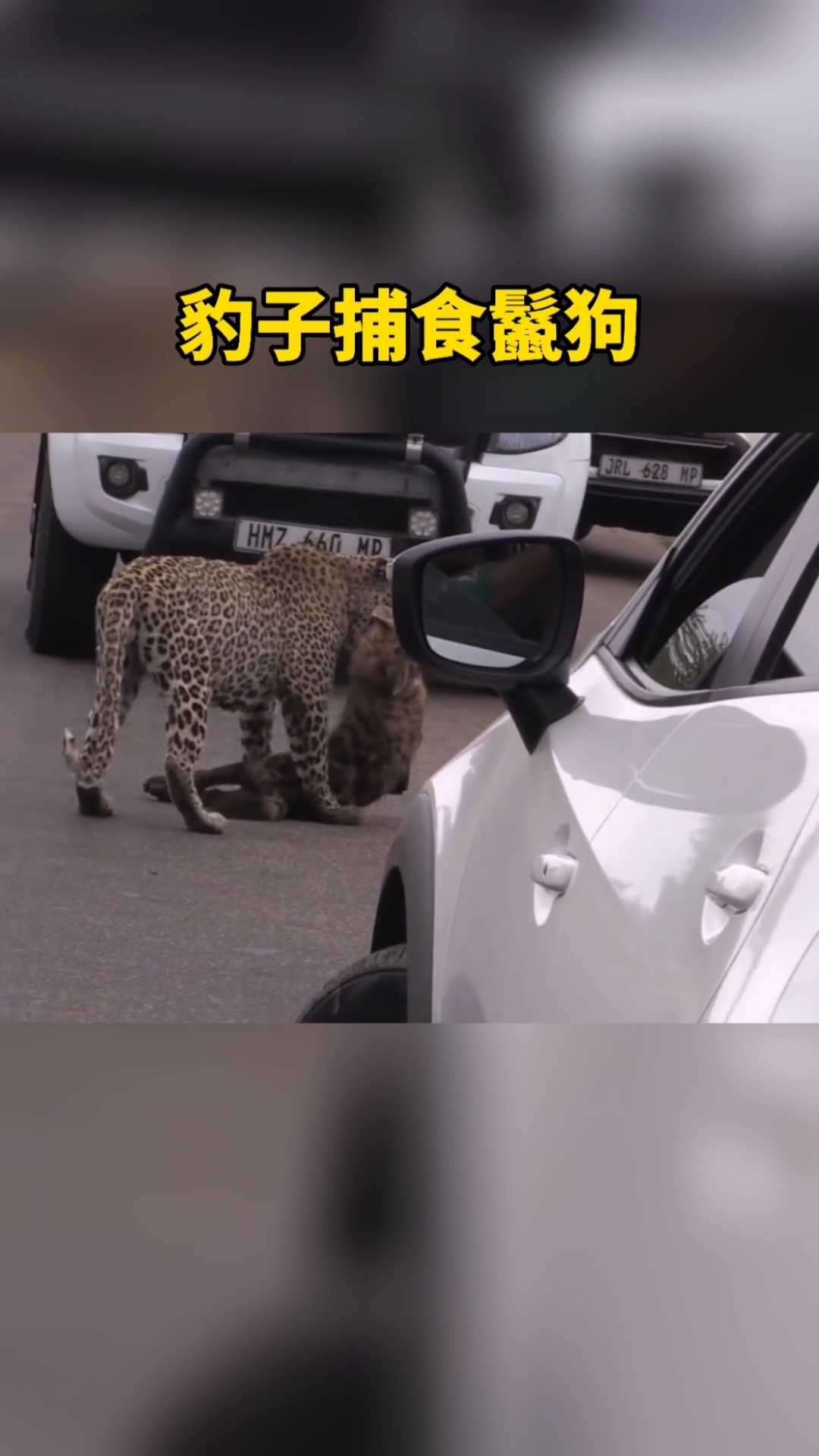 我要上热门很少见的一幕豹子居然会捕食鬣狗