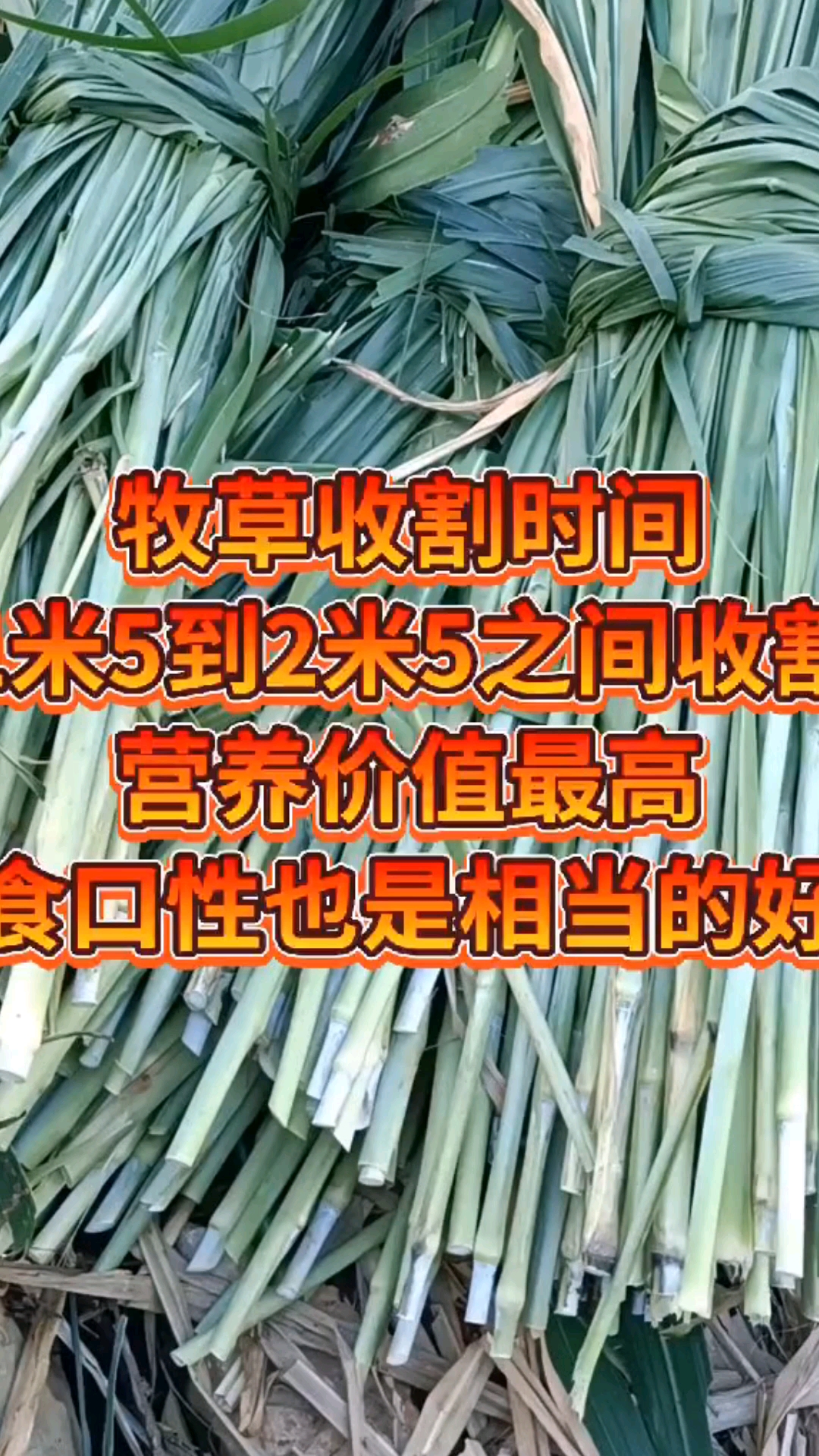 高产牧草种子养殖必备多年生高产牧草黄竹草甜象草红象草