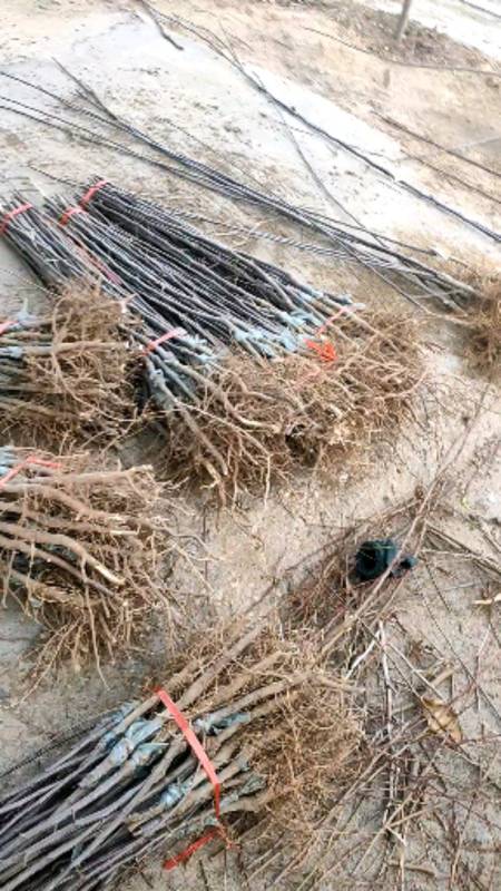 秦脆苹果苗,瑞香红苹果苗,烟富系列苹果苗