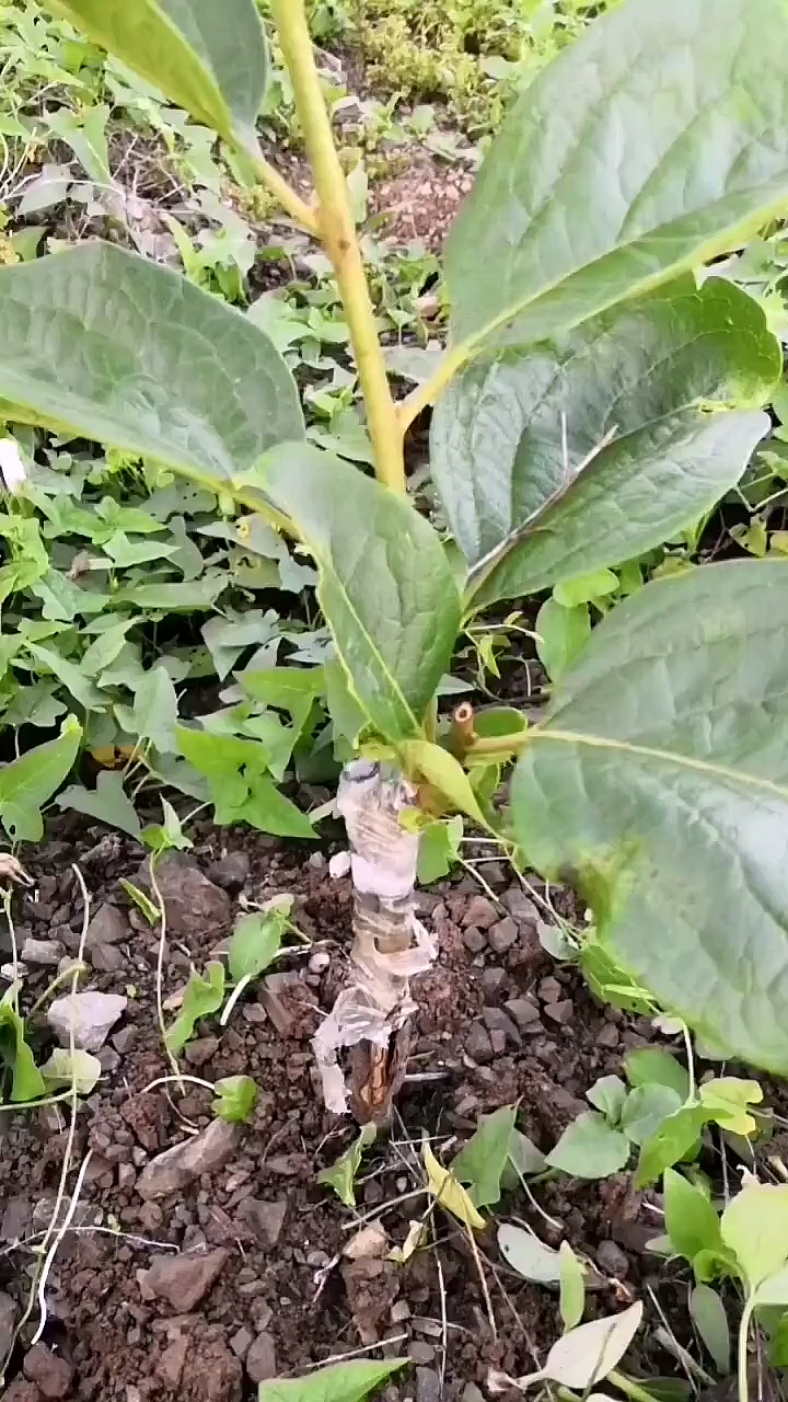 四月份嫁接的柿子树,给大家看看效果