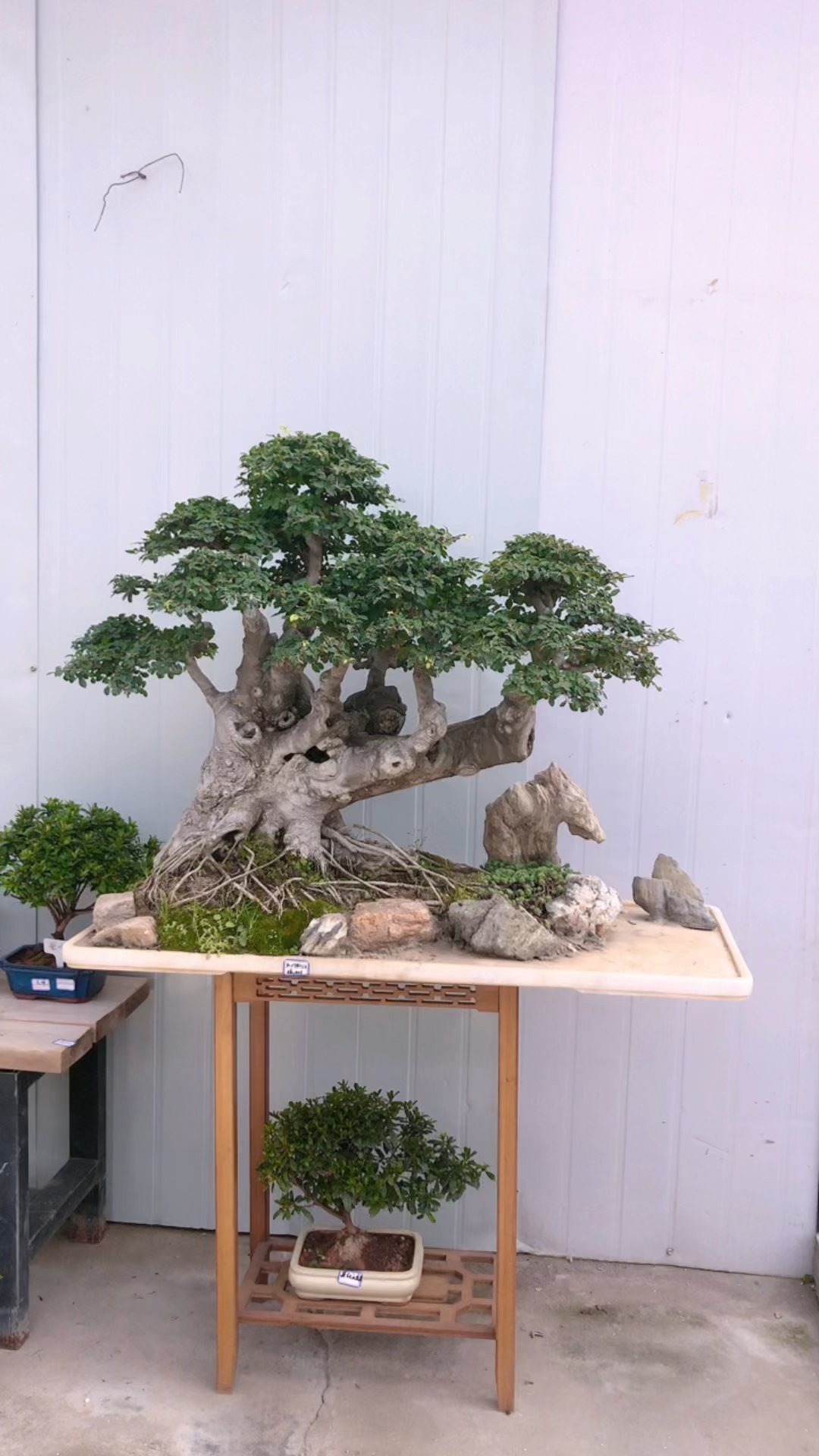 精品盆景#古桩榆树盆景