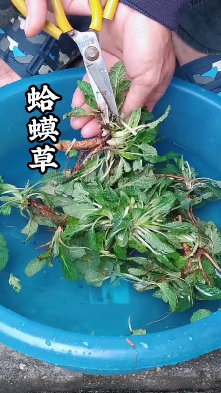 植物蛤蟆草,又叫"癞蛤蟆草"