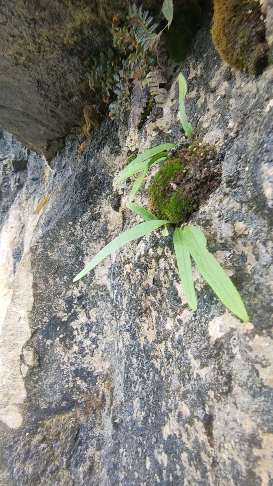 不一样的人生#悬崖上发现了肾精草