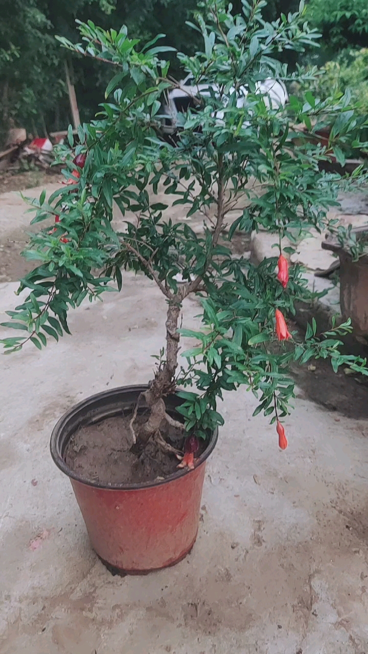 吃石榴的季节#紫玉石榴小景