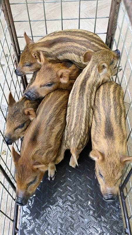 重庆本地野猪苗批发价格,贵州纯种一代野猪养殖基地规模大吗?