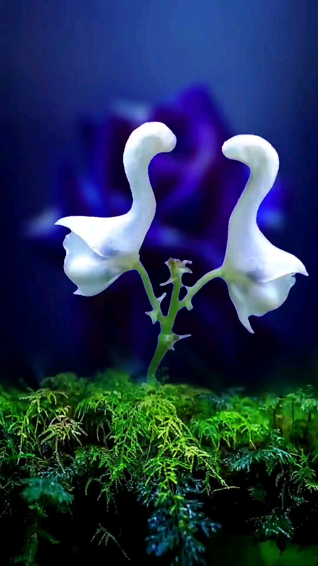 好漂亮的情侣花,像极了爱情