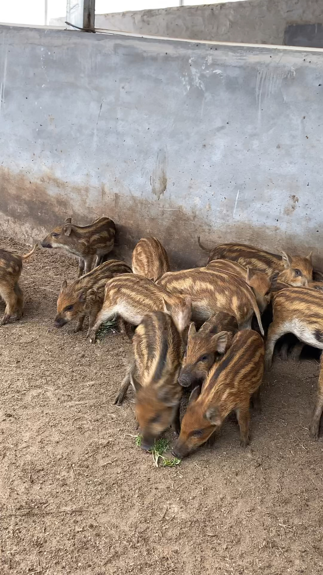 云南最大野猪养殖场野猪养殖方法