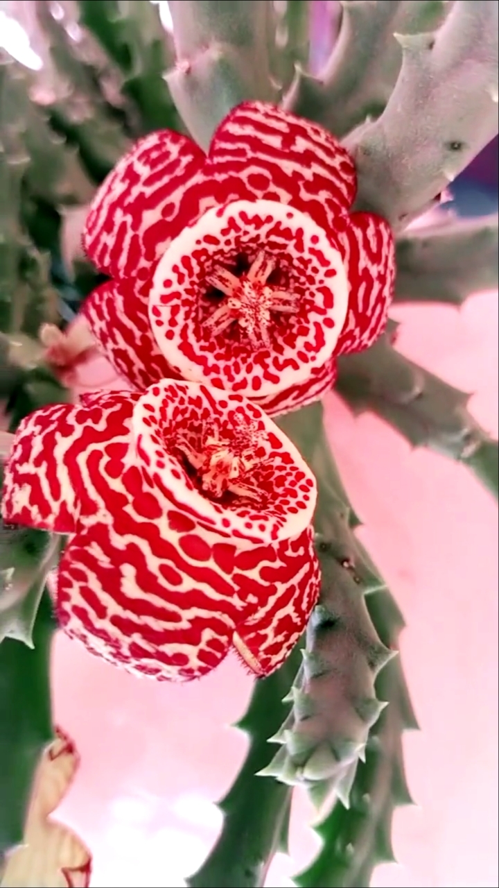 海星花,因开花于海星相似而得名,属多肉植物,平时养护不能暴晒,少浇水