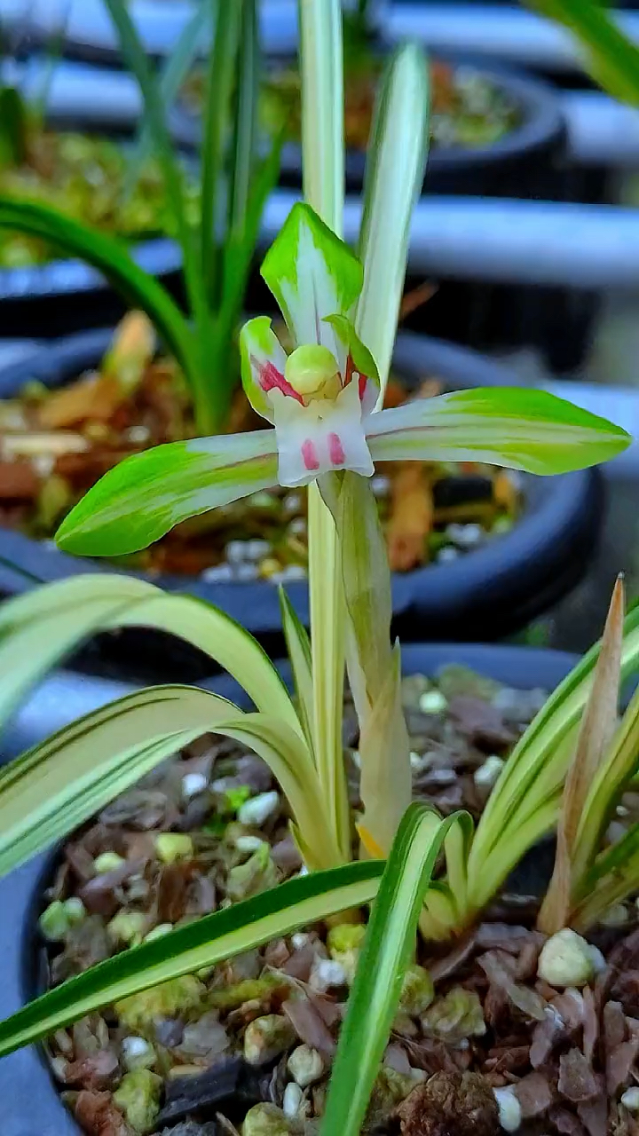 兰花#春兰大雪岭