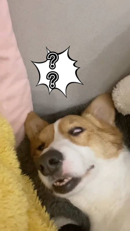 我要上热门#柯基睡觉也会翻白眼吗?-度小视