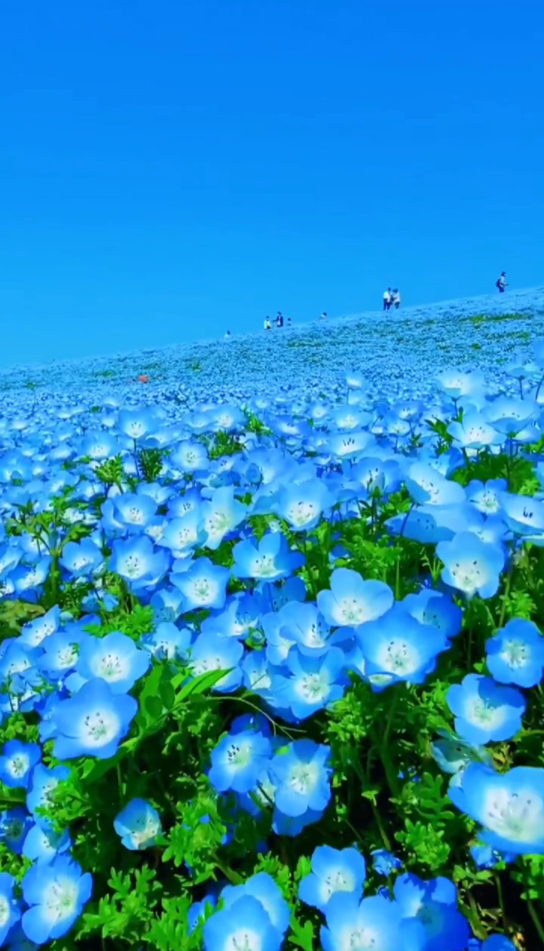 花海#一片無邊際的藍色花海,美極了!