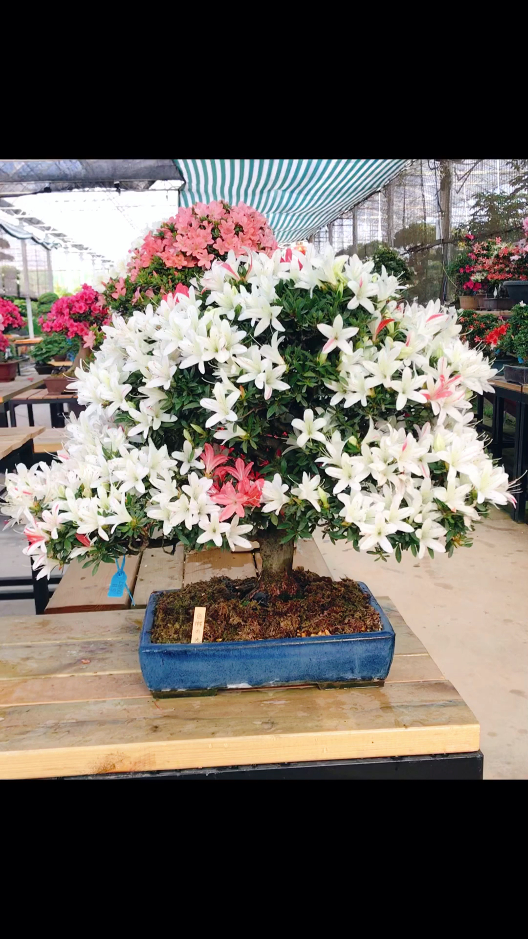 进口杜鹃盆景——白琳の光