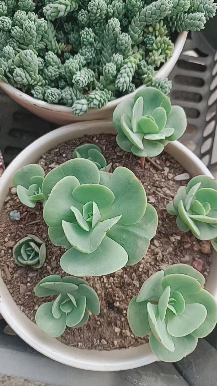 多肉植物#叶插带大的碧桃