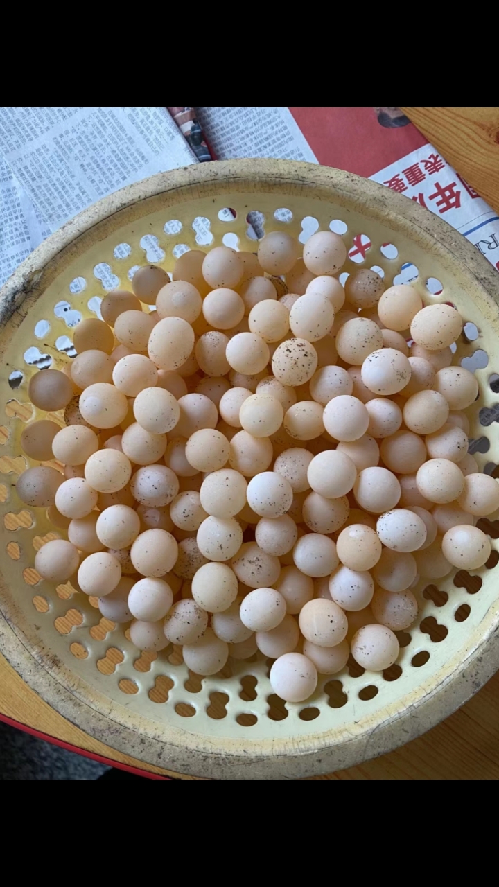 神颜福利社#2021第一批不受精甲鱼蛋,有想吃的嘛[吃瓜]