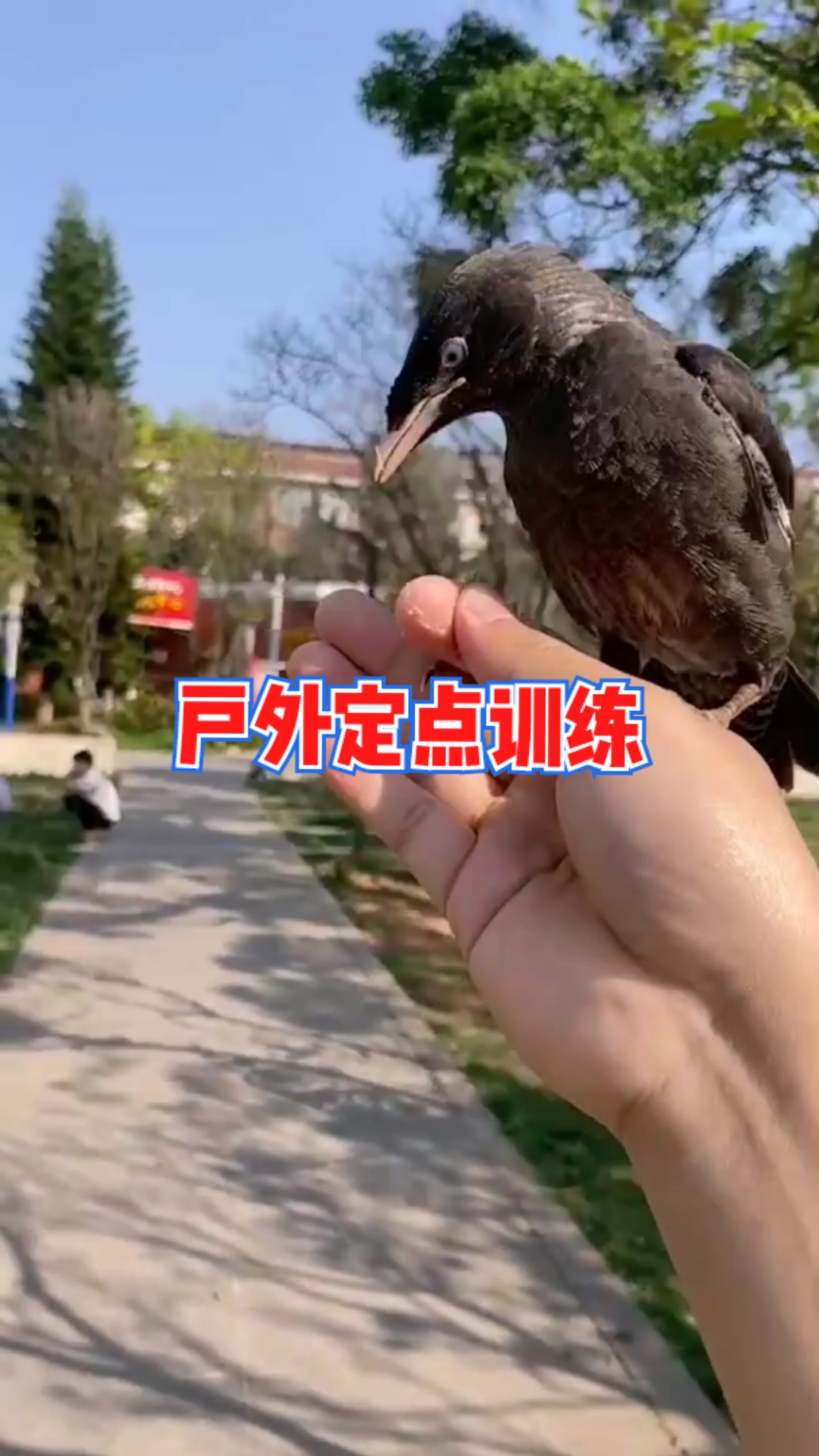 训鸟#八哥鸟#头窝#八哥#八哥放飞#训练#教语#说话