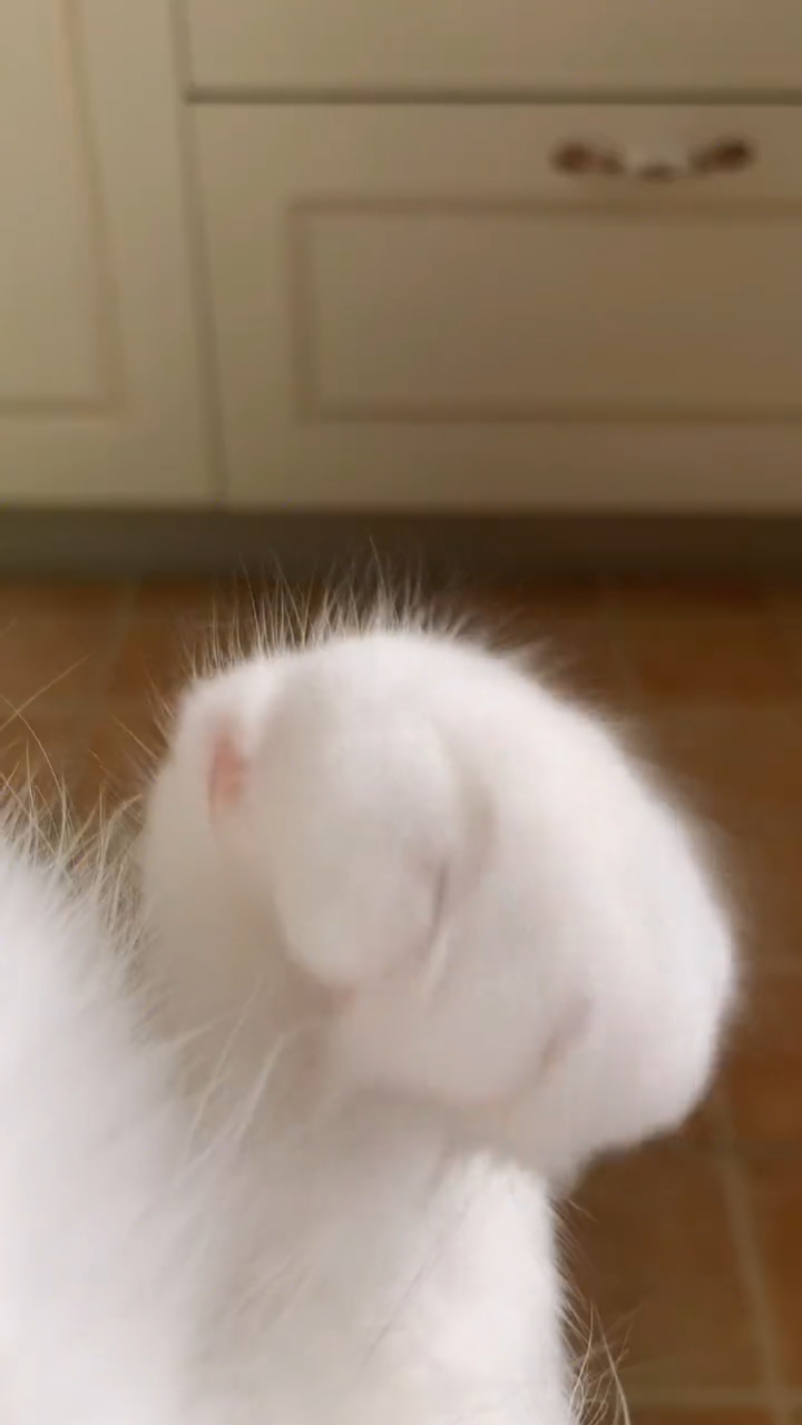 这jiojio看的我心都化了#猛男必看#猫咪jiojio开花