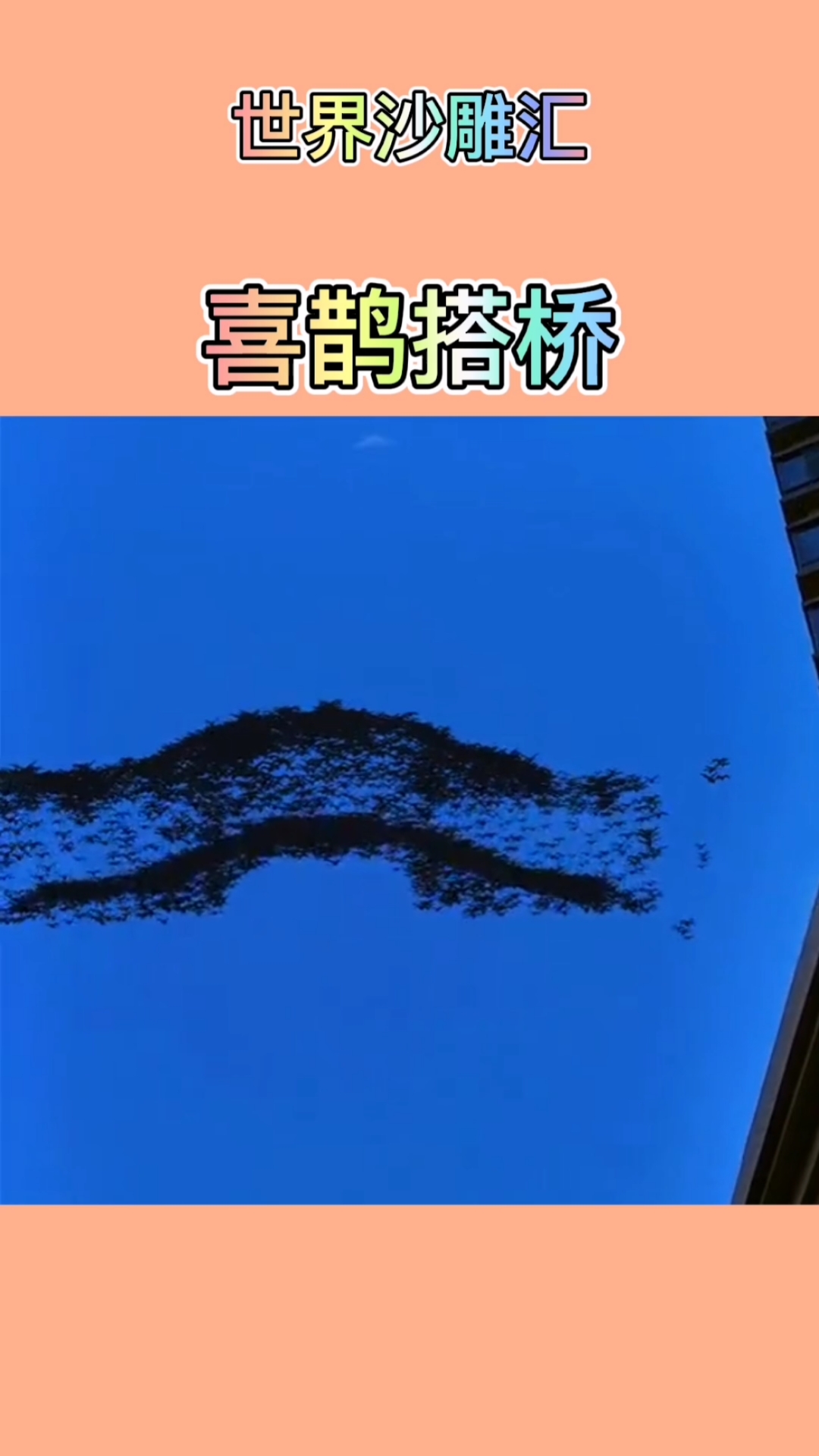 我要上热门#喜鹊搭桥,愿看到的人都能好运连连