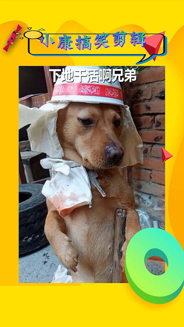 搞笑视频#狗子这造型挺别致啊,像个包工头