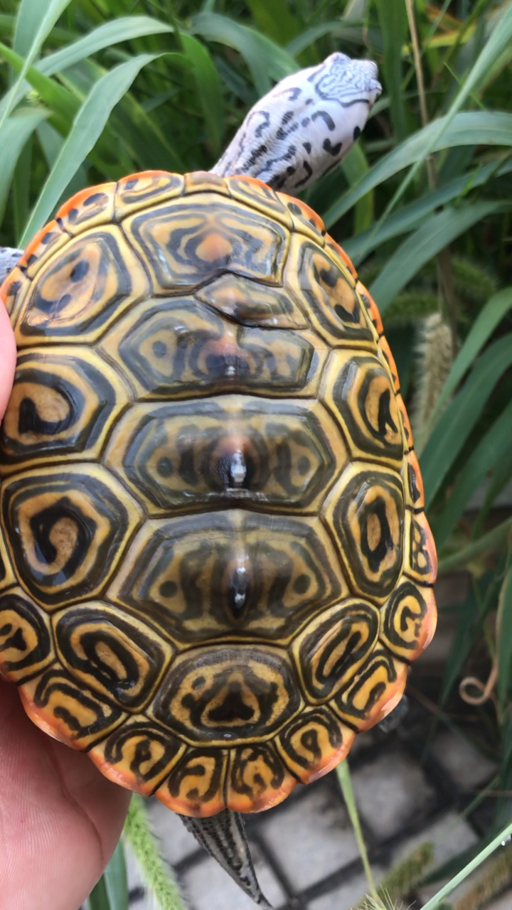 黄壳极品钻纹大花