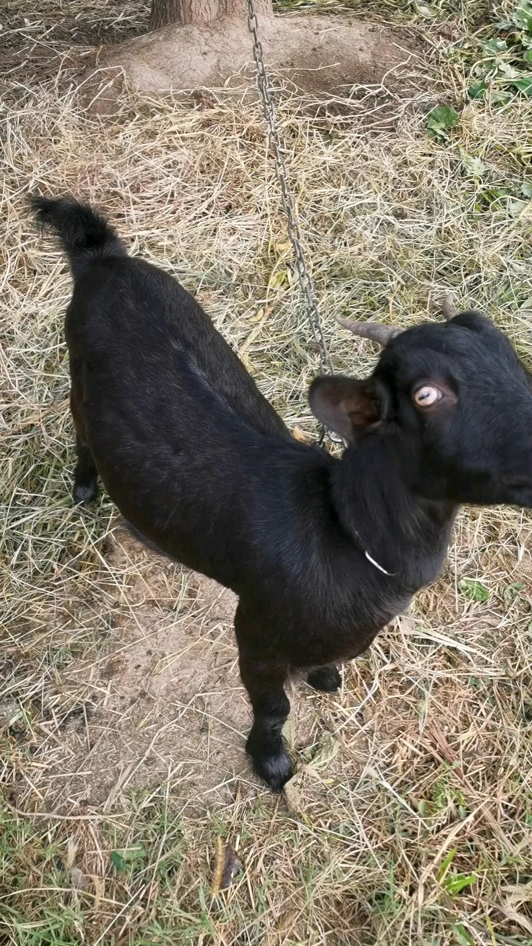 小黑羊羊挺乖的,养了半年了.