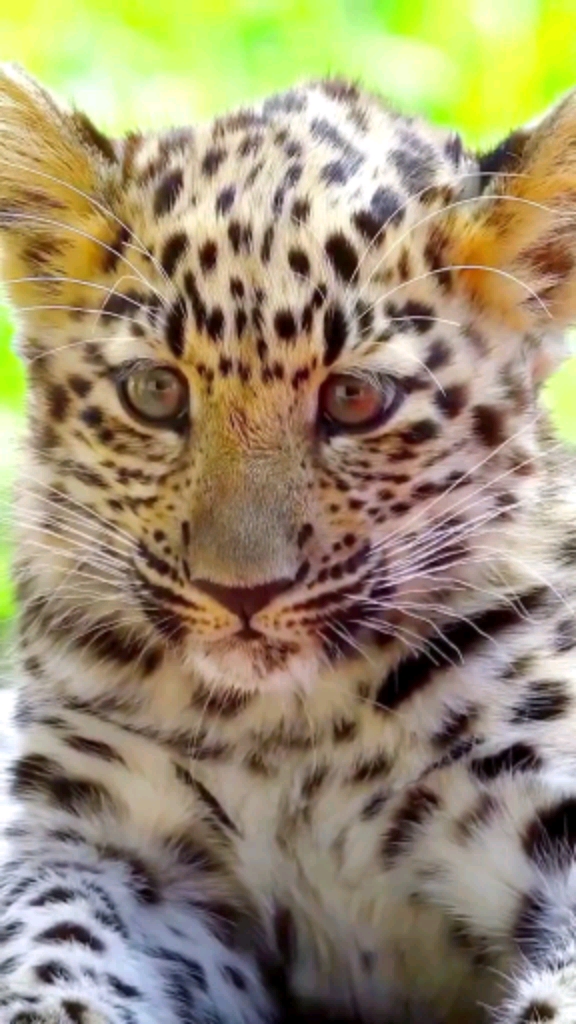 动物世界#小金钱豹,颜值爆表了